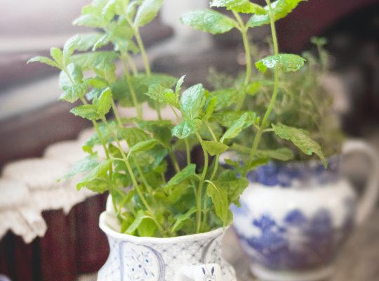 De la menthe qui pousse dans une tasse