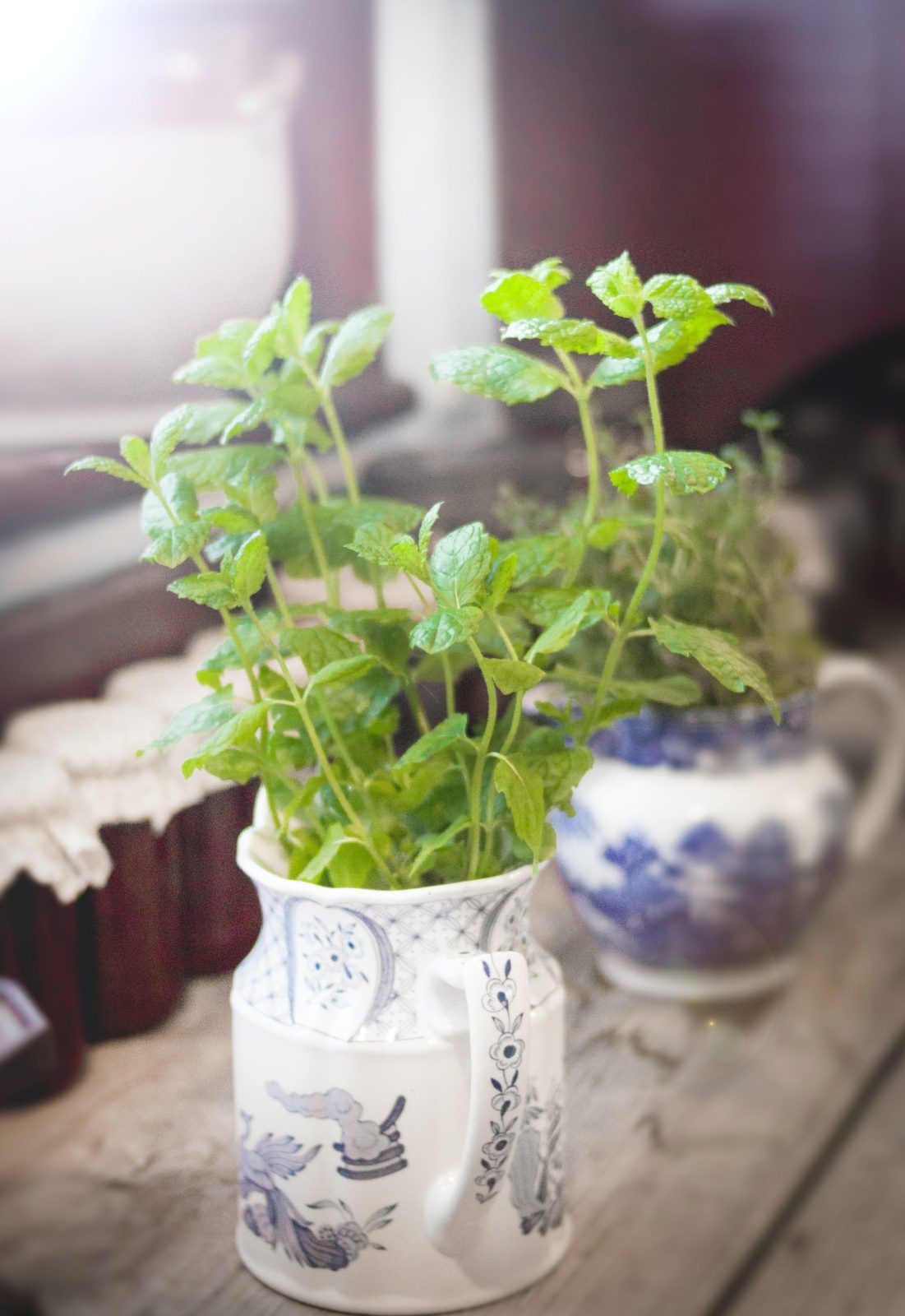 De la menthe qui pousse dans une tasse