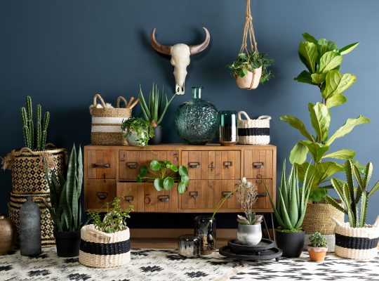 Décoration d'intérieur avec des plantes