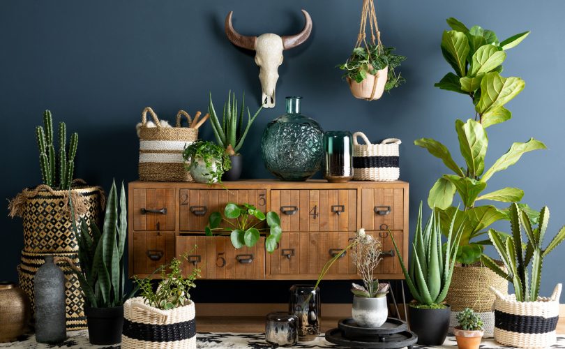 Décoration d'intérieur avec des plantes