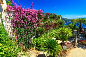 Bougainvillier et palmier