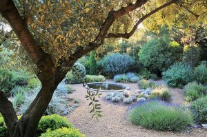 Joli jardin en méditerranée avec un olivier magnifique au milieu