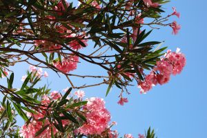 Branche fleurie de laurier rose